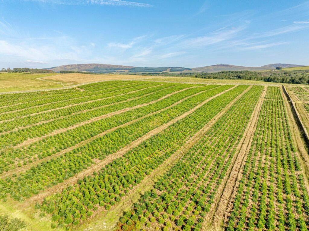 Garrocher Christmas Tree Farm